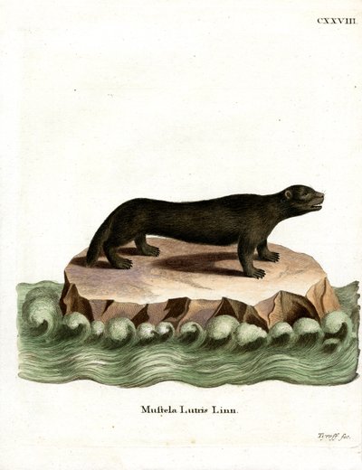 Sea Otter (gravura colorida) de German School