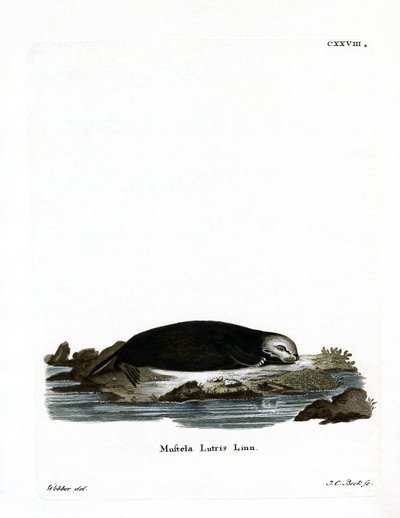 Sea Otter (gravura colorida) de German School