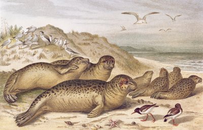 Selo, registro de Brehms Tierleben: Allgemeine Kunde des Tierreichs, vol.2, p.309, publicado pelo Bibliographisches Institut, 1890 de German School
