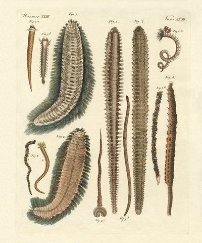 Seaworms (gravura colorida) de German School