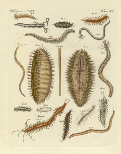Minhocas de German School