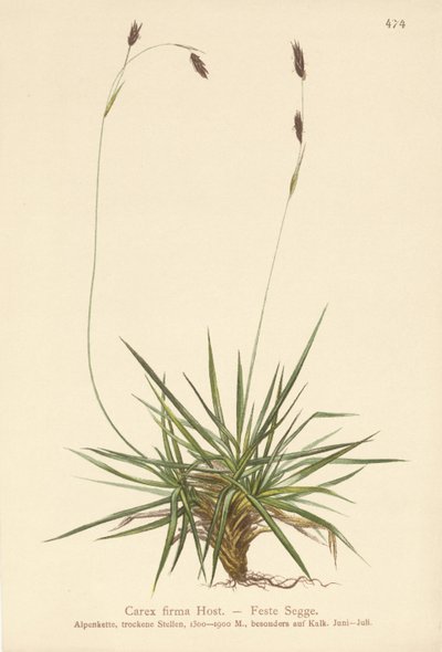 Sedge (Carex firma) de German School