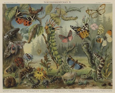 Mecanismos de autodefesa em insectos (cor litho) de German School