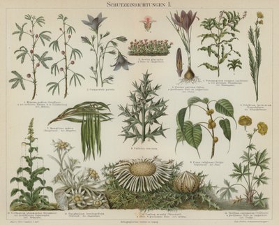 Respostas de auto-protecção nas plantas (cor litho) de German School