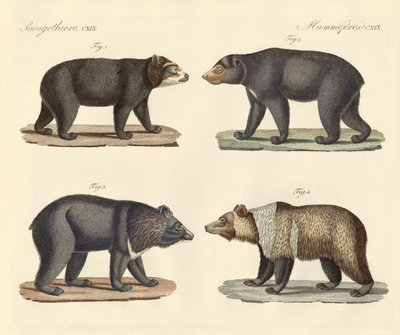 Vários ursos encontrados (gravura colorida) de German School