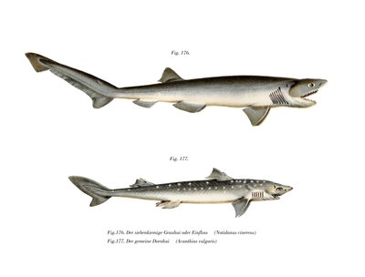 Sharpnose Sevengill Shark (cor litho) de German School