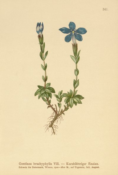 Genciana de folhas curtas (Gentiana brachyphylla) de German School