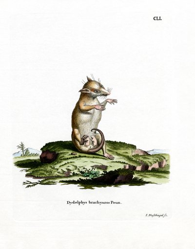 Opossum de cauda curta (gravação a cores) de German School