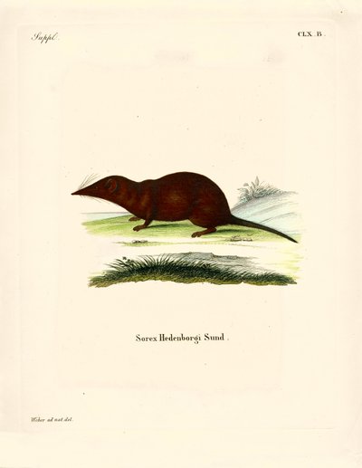 Shrew (gravura colorida) de German School