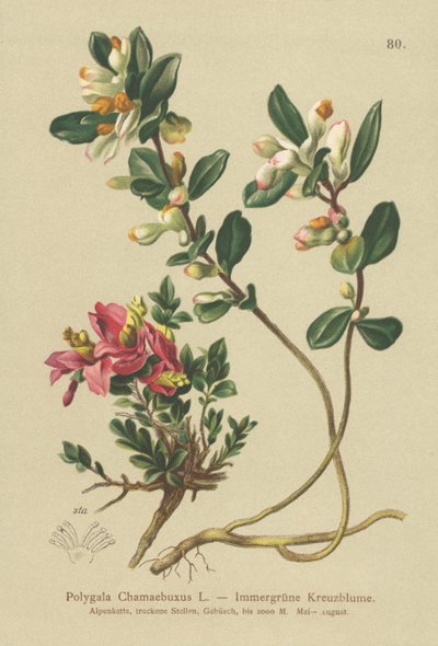 Milkwort Arbusto (Polygala Chamaebuxus) de German School