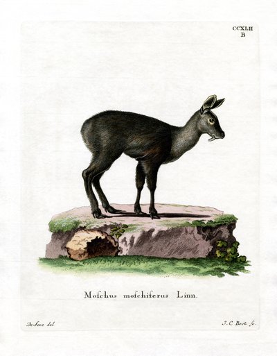 Cervo almiscarado siberiano (gravura colorida) de German School