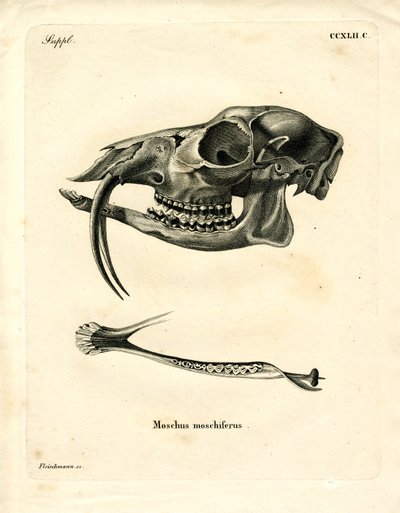 Cervo almiscarado siberiano (gravura colorida) de German School