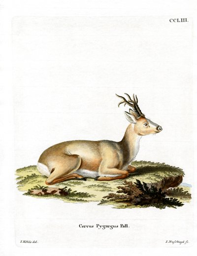 Veado siberiano (gravura colorida) de German School