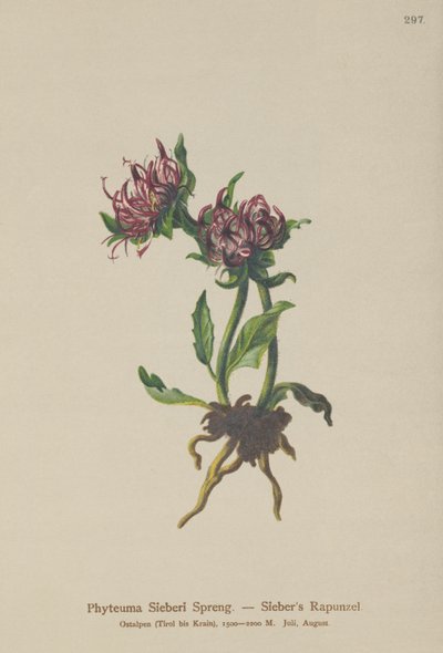 Rampion de Sieber (Phyteuma Sieberi) de German School