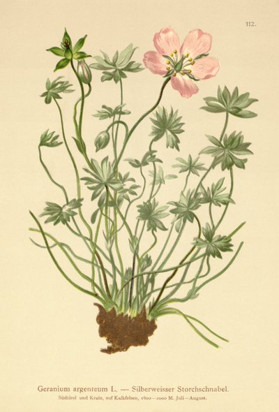 Guindastes prateados Bill (Geranium argenteum) de German School