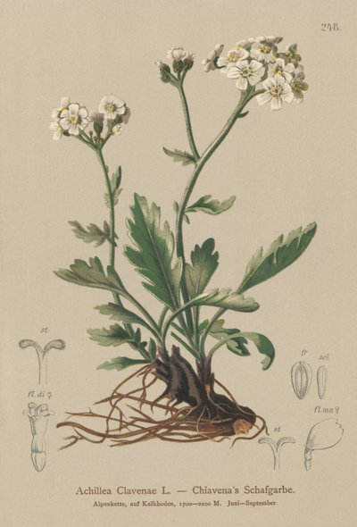 Milefólio prateado (Achillea Clavenae) de German School