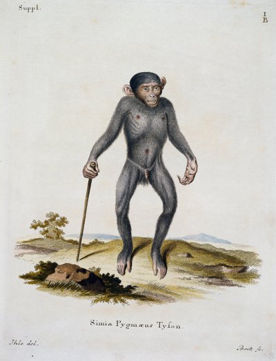 Simia pygmaeus, de Mamíferos ilustrados da Natureza com descrições, de Johann Christian Daniel von Schreber (1739-1810), gravura de IC Bock, Alemanha de German School