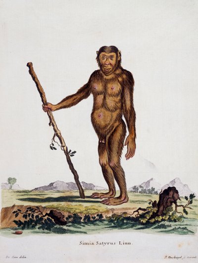 Simia satyrus, de Mamíferos ilustrados da Natureza com descrições, de Johann Christian Daniel von Schreber (1739-1810), gravada por I Nusbiegel após desenho de De Seve, Alemanha de German School