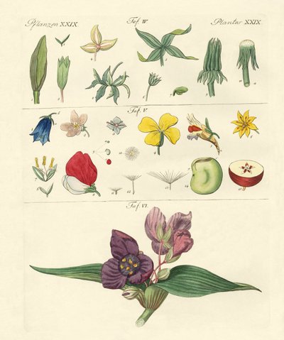 Peças de flor única de German School