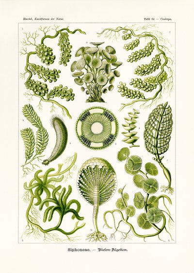 Sifonéias, 1899-1904 de German School