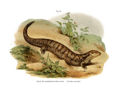Skink (cor litho) de German School