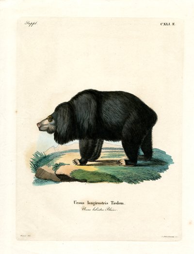 Urso de Preguiça (gravação colorida) de German School