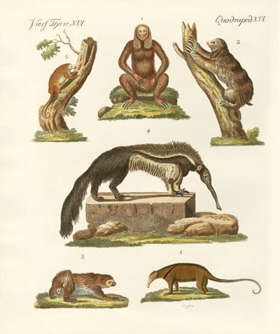 Preguiças e tamanduás de German School