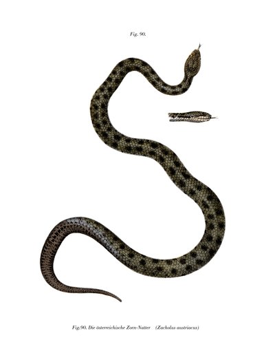 Smooth Snake (cor litho) de German School