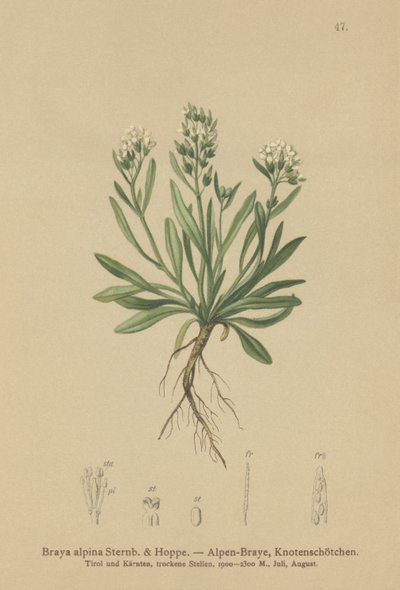 Norte-rockcress liso (Braya alpina, Sisymbrium alpinum) de German School
