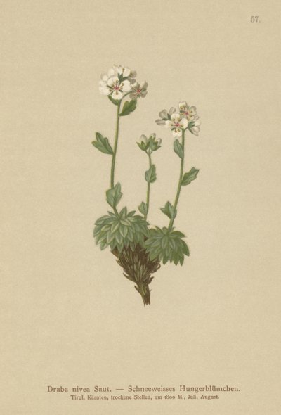 Branca de Neve Whitlow-grama (Draba nivea) de German School