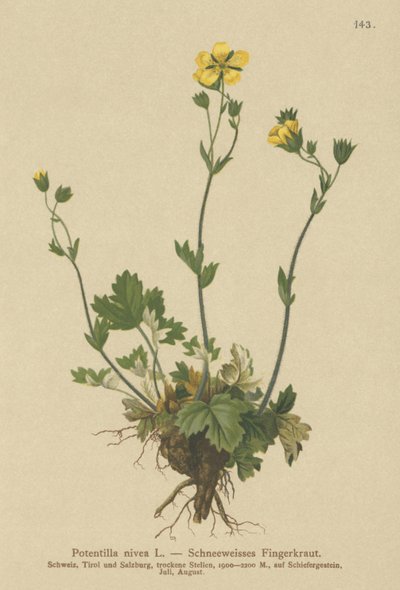 Cinquefoil de neve (Potentilla nivea) de German School