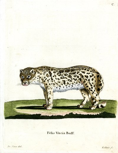 Leopardo das Neves (gravura colorida) de German School