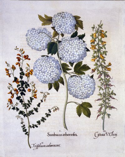 Viburnum do Snowball, vassoura do jardim, vassoura alpina Low-growing, de Hortus Eystettensis, por Basil Besler (1561-1629), bar. 1613 (gravura colorida à mão) de German School