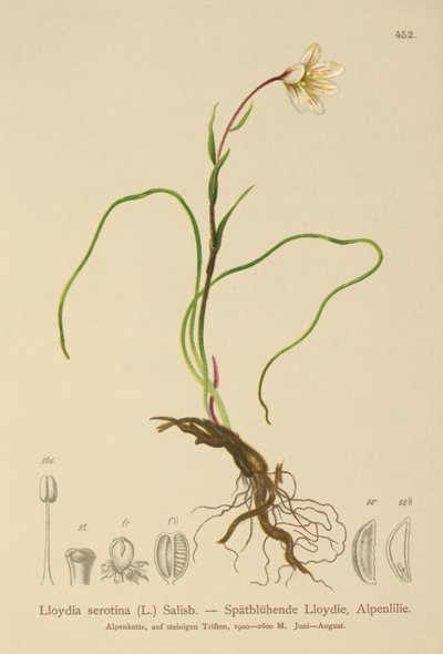 Lírio de Snowdon (Lloydia serotina, serotina de Gagea, Lloydia alpina, Lloydia striata) de German School