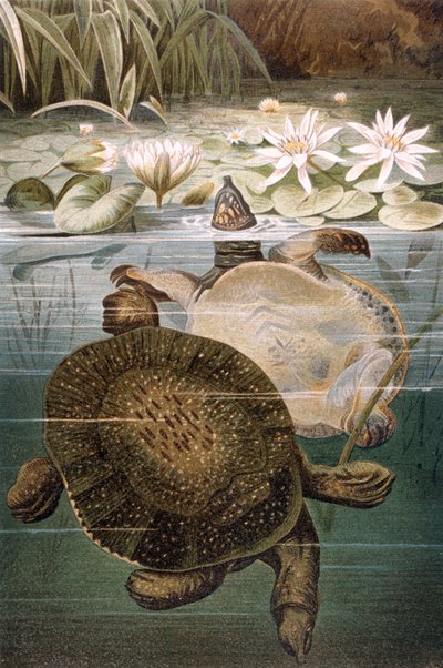 Tartaruga de casca mole, registro de Brehms Tierleben: Allgemeine Kunde des Tierreichs, volume 7, pág. 621, publicado pelo Bibliographisches Institut, 1892 de German School