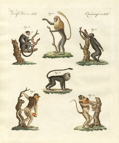 Alguns tipos de macacos de German School
