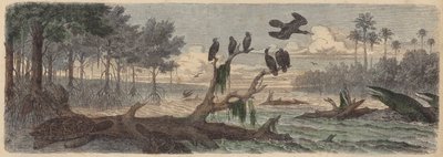 América do Sul: estuário na Guiana (gravura colorida) de German School