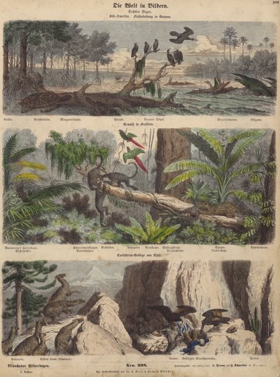 América do Sul: estuário na Guiana; selva no Brasil; Andes chilenos (gravura colorida) de German School