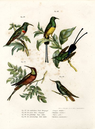 Sul-colarinho-de-coleira Sunbird, 1864 de German School