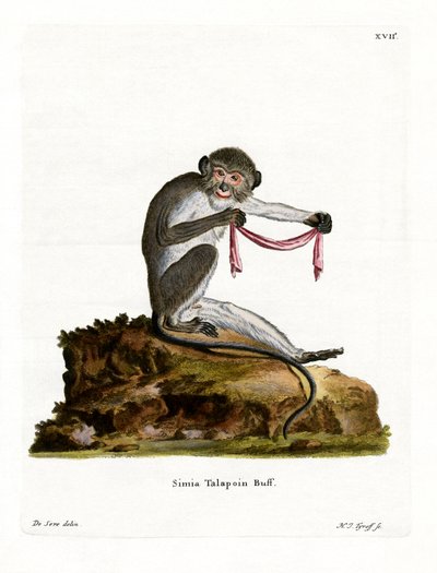 Talapoin do Sul (gravura colorida) de German School