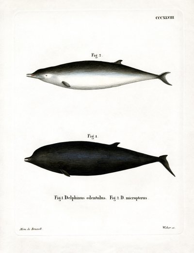 Baleia-de-bico-de-Sowerby (gravura colorida) de German School