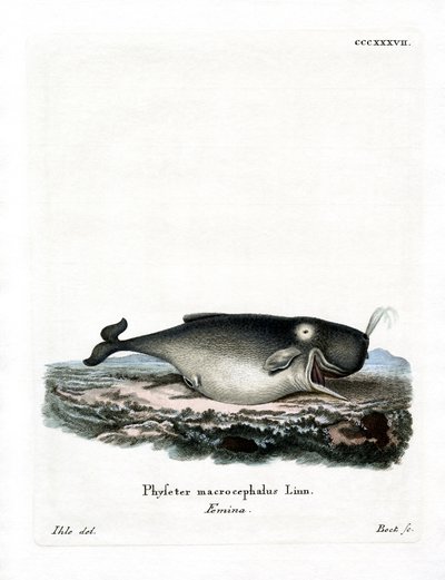 Cachalote (gravura colorida) de German School