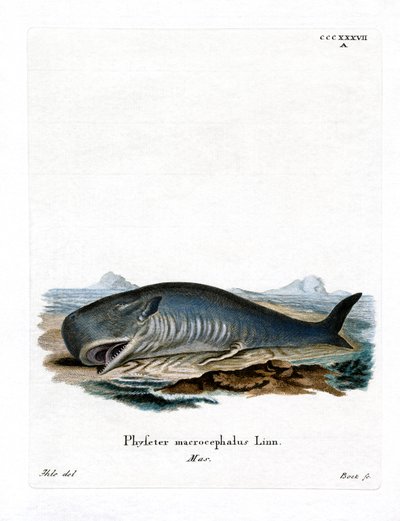 Cachalote (gravura colorida) de German School