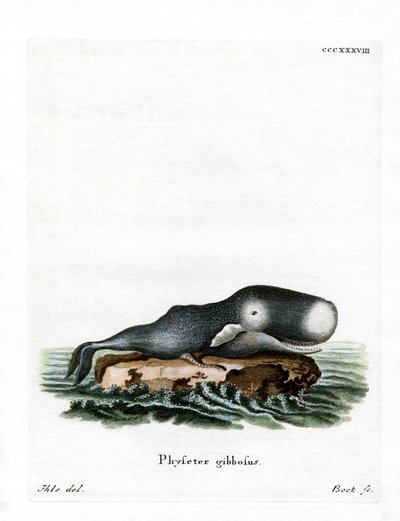 Cachalote (gravura colorida) de German School