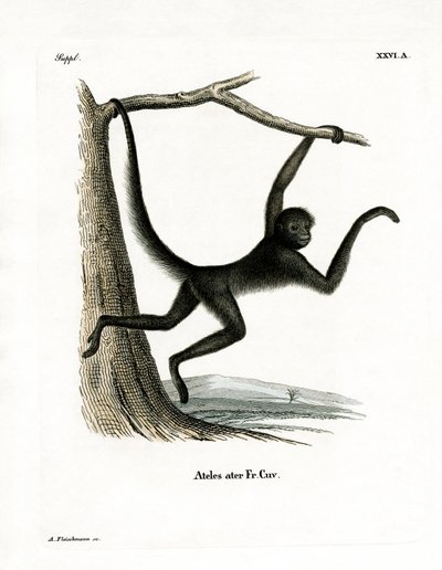 Macaco-aranha (gravação a cores) de German School
