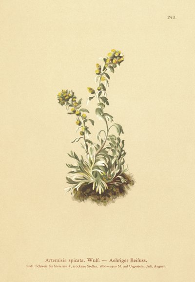 Absinto cravado (Artemisia spicata, Artemisia bocconei, Artemisia genipi) de German School