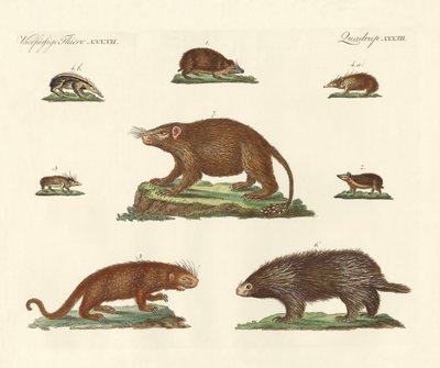 Animais espinhosos de German School