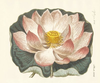 Esplêndidas flores de German School