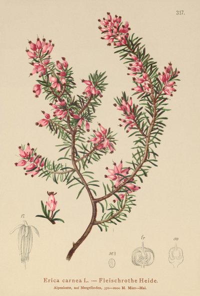 Heath Primavera (Erica carnea) de German School