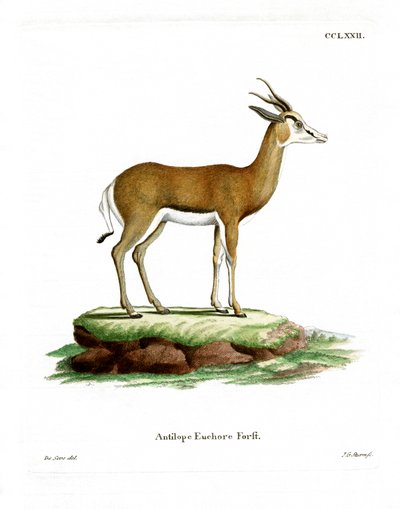 Springbok (gravação a cores) de German School